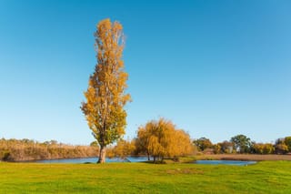 Populus 'Chiba' (poplar), a tall narrow tree with golden autumn foliage, standing on grass beside a pond under a clear blue sky.