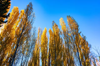 Populus 'Chiba' (poplar) trees seen from below, with tall, narrow columns of golden autumn foliage against a clear blue sky.