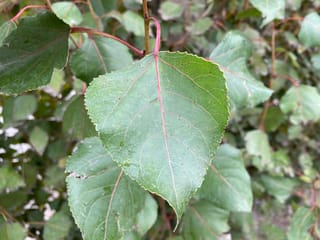 Populus 'Chiba' poplar leaf close-up, a broad green triangular leaf with finely toothed edges, pink-red midrib and stalk, and more foliage behind.