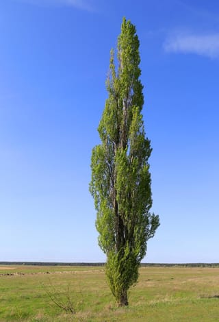 Populus 'Chiba' poplar, a tall, narrow columnar tree with fresh green spring foliage, standing alone in an open grassy paddock under blue sky.