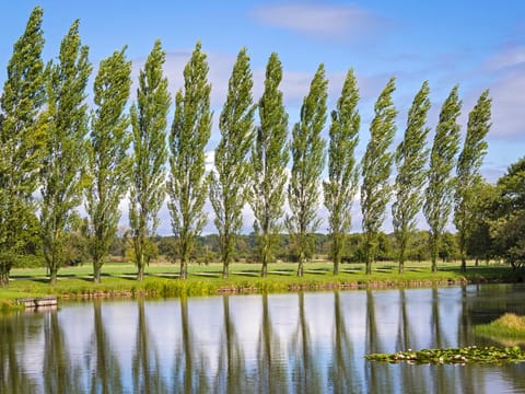 Populus 'Chiba'