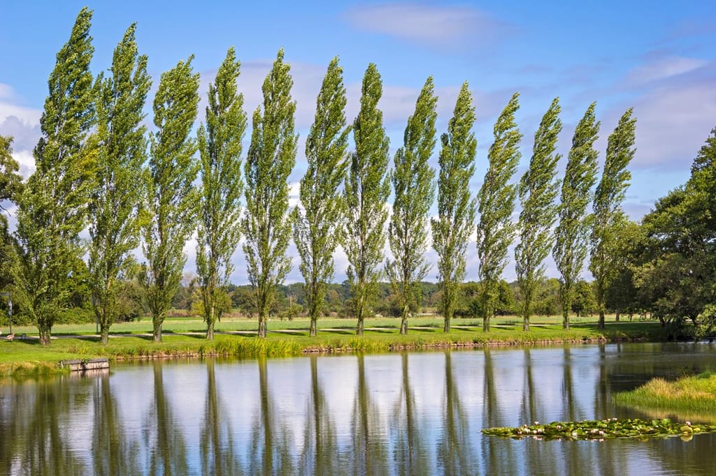 Row of narrow, upright Populus 'Chiba' poplars with green foliage beside a still pond, their reflections mirrored in the water under a blue sky.
