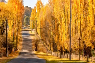 Populus 'Crows Nest' poplar trees in golden-yellow autumn colour lining a narrow country road, with power poles and a fence alongside.