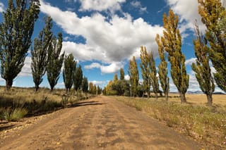 Populus 'Crows Nest' poplar trees in tall, narrow columns line a dirt road, their leaves green turning yellow, under a blue sky with white clouds.