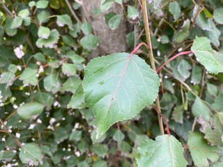 Populus 'Crows Nest' poplar leaf, close-up, showing a green serrated blade with a red midrib and petiole, against the trunk and foliage behind.