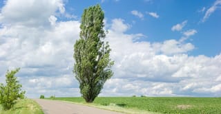 Populus 'Crows Nest' poplar, a tall narrow columnar tree in full green summer leaf beside a country road, with a green field and cloudy blue sky behind.