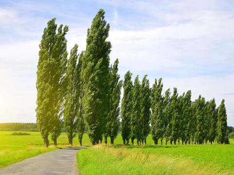 Populus 'Crows Nest'