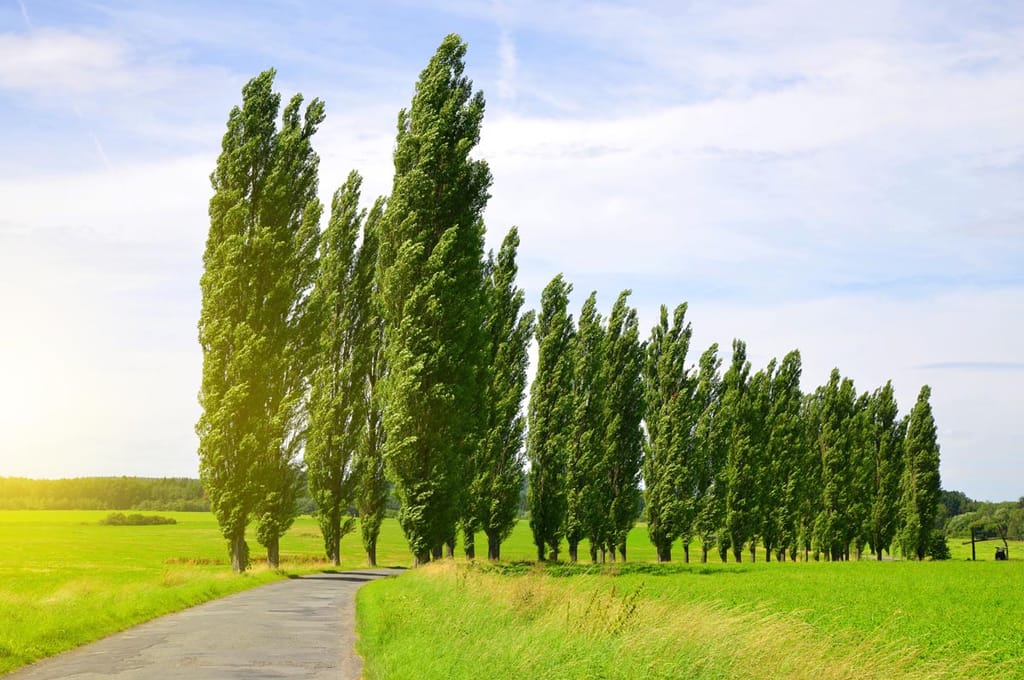 Populus 'Crows Nest' poplar trees in a tall, narrow row of green summer foliage beside a country road and grassy paddocks.