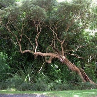 Fuchsia excorticata (kōtukutuku) tree with a leaning, twisted trunk and bare orange-brown branches, topped with green foliage beside a lawn and flax-like plants.