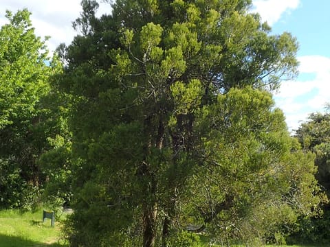 Prumnopitys taxifolia
