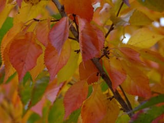 Prunus 'Accolade' flowering cherry branch in autumn, with serrated orange, red and yellow leaves along a brown twig.