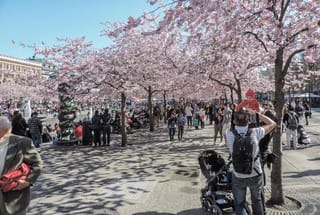 Prunus 'Accolade' flowering cherry trees in full pink blossom shading a busy paved city square, with crowds of people under a blue sky.