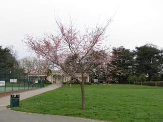 Young Prunus 'Accolade' flowering cherry in early bloom, with pale pink blossom on bare branches, growing on a park lawn beside a path.