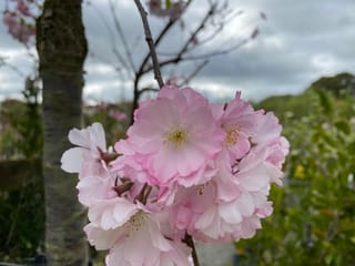 Close-up of Prunus 'Accolade' flowering cherry, showing a cluster of soft pink semi-double blossoms with yellow stamens, with a tree trunk behind under cloudy sky.