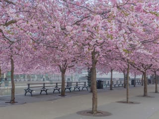 Prunus 'Accolade' flowering cherry trees in full pink blossom lining a paved public square, with park benches beneath the canopy.
