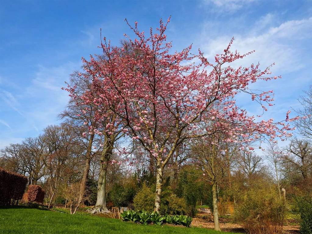 Prunus 'Accolade' flowering cherry in full pink spring blossom on bare branches, standing on a lawn in a garden under a blue sky.