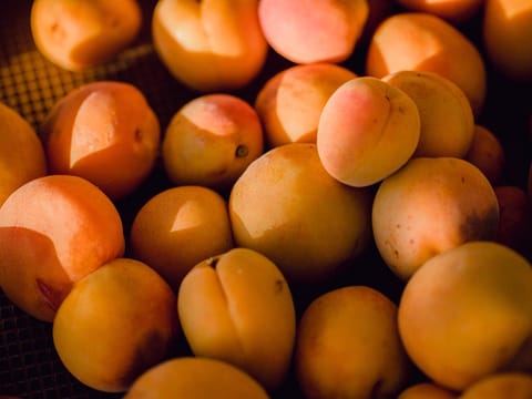 Apricot 'Trevatt'