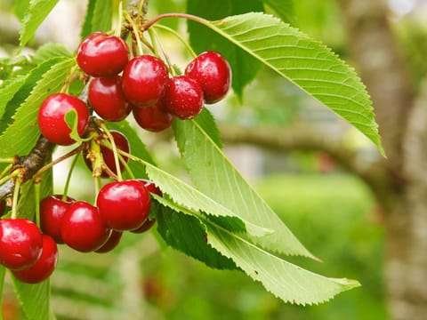 Cherry 'Compact Stella'