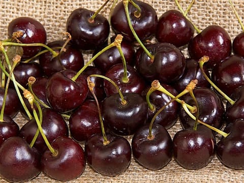 Cherry 'Dawson'