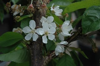 Cherry 'Rainier' (Prunus avium) blossom, showing white five-petalled flowers with yellow stamens on a dark branch among serrated green leaves.