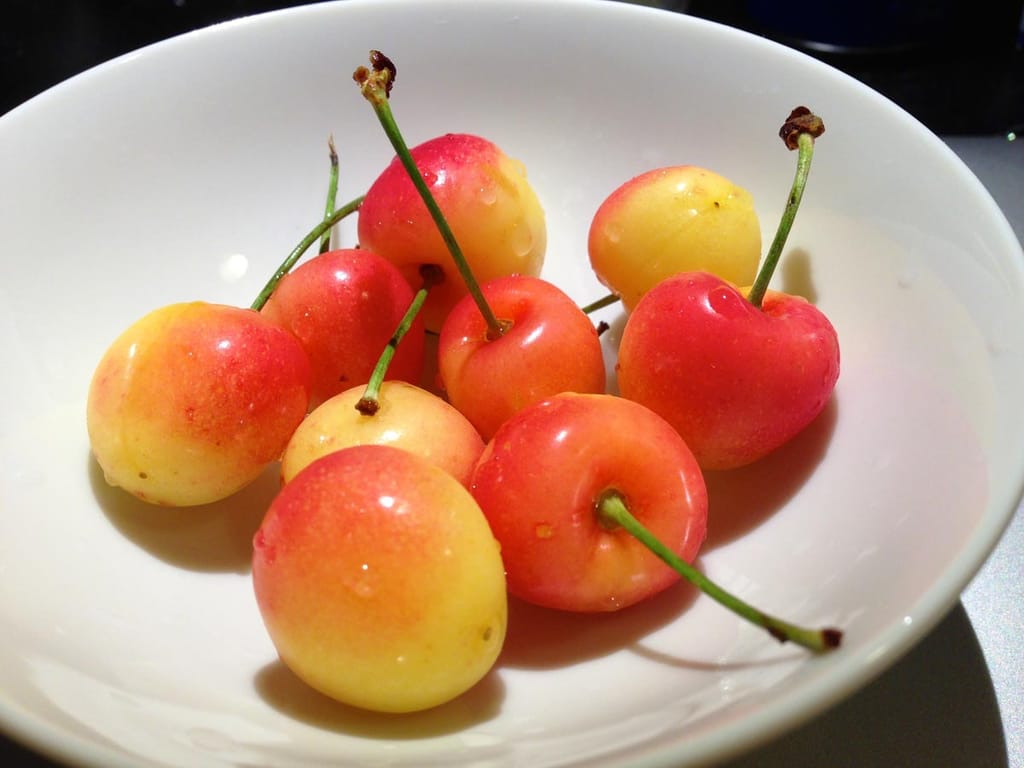 Cherry 'Rainier' fruit in a white bowl, showing yellow cherries with a red blush and green stalks, with water droplets on the skin.