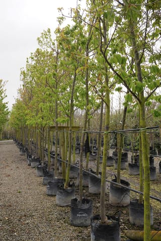 Rows of young Prunus campanulata 'Felix Jury' (Taiwan Cherry) trees with straight trunks and fresh green leaves, growing in black planter bags on gravel.