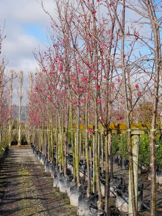 Prunus campanulata 'Felix Jury' (Taiwan Cherry), a row of slender young trees in planter bags, with deep pink blossom on bare branches.