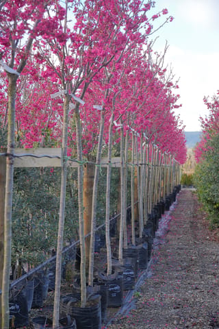 Prunus campanulata 'Felix Jury' (Taiwan Cherry) standards in black planter bags, lining a gravel path, covered in deep pink-red blossom.