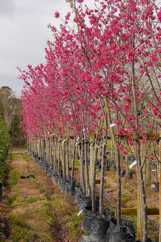 Row of Prunus campanulata 'Felix Jury' (Taiwan Cherry) trees in full deep pink bloom, growing in black planter bags at a nursery.