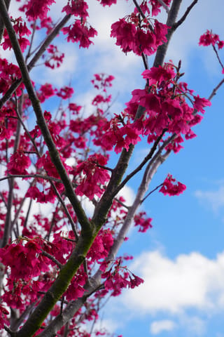 Prunus campanulata 'Felix Jury' (Taiwan Cherry) branches covered in clusters of deep rose-red, bell-shaped blossoms against a blue sky with white clouds.