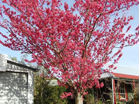 Prunus campanulata 'Felix Jury'