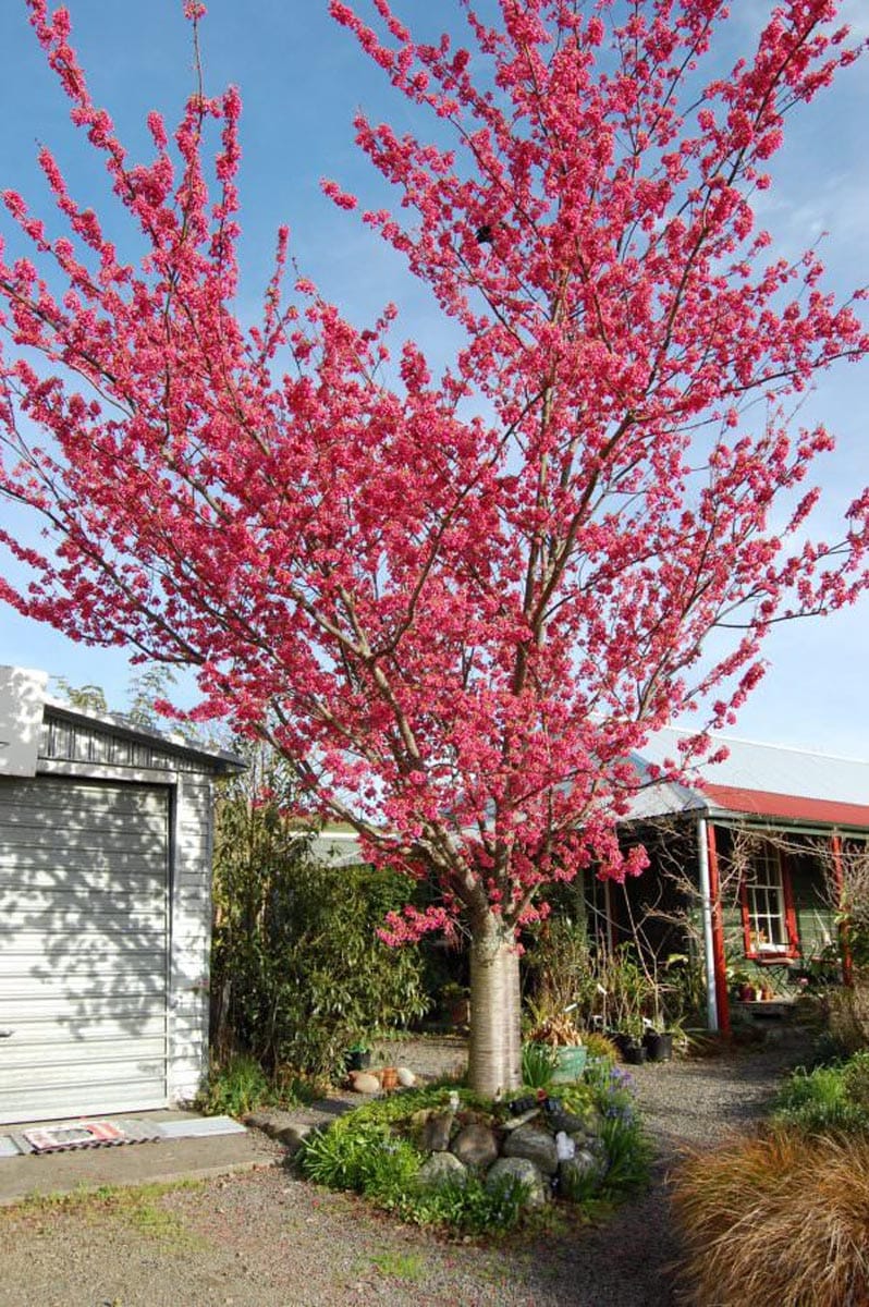 Prunus campanulata 'Felix Jury' (Taiwan Cherry) in full bloom, covered in deep pink blossom, in a gravel garden beside a shed and cottage.