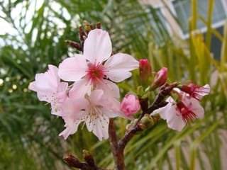 Prunus campanulata 'Pink Cloud' (Taiwan Cherry) branch with soft pink open blossoms and deeper pink buds on a bare brown stem, against blurred green foliage.