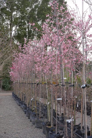 Row of staked Prunus campanulata 'Pink Cloud' (Taiwan cherry) trees in black planter bags, covered in soft pink blossom, on a gravel nursery path.