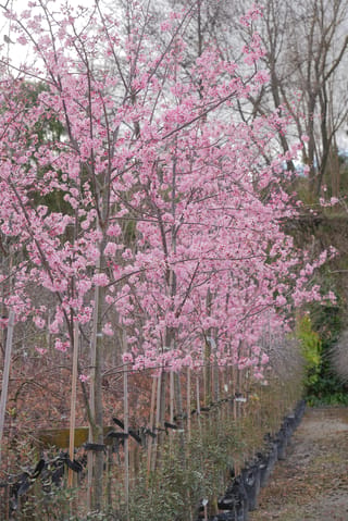 Prunus campanulata 'Pink Cloud' (Taiwan Cherry) in full pink blossom, staked in a row of bagged trees along a nursery path.