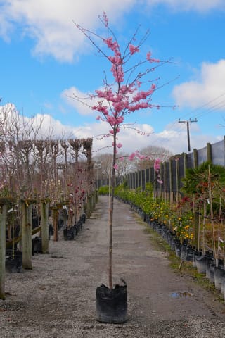 Prunus campanulata 'Pink Cloud' (Taiwan cherry), a young tree with clusters of pink blossom on bare branches, in a black planter bag on a gravel nursery path.