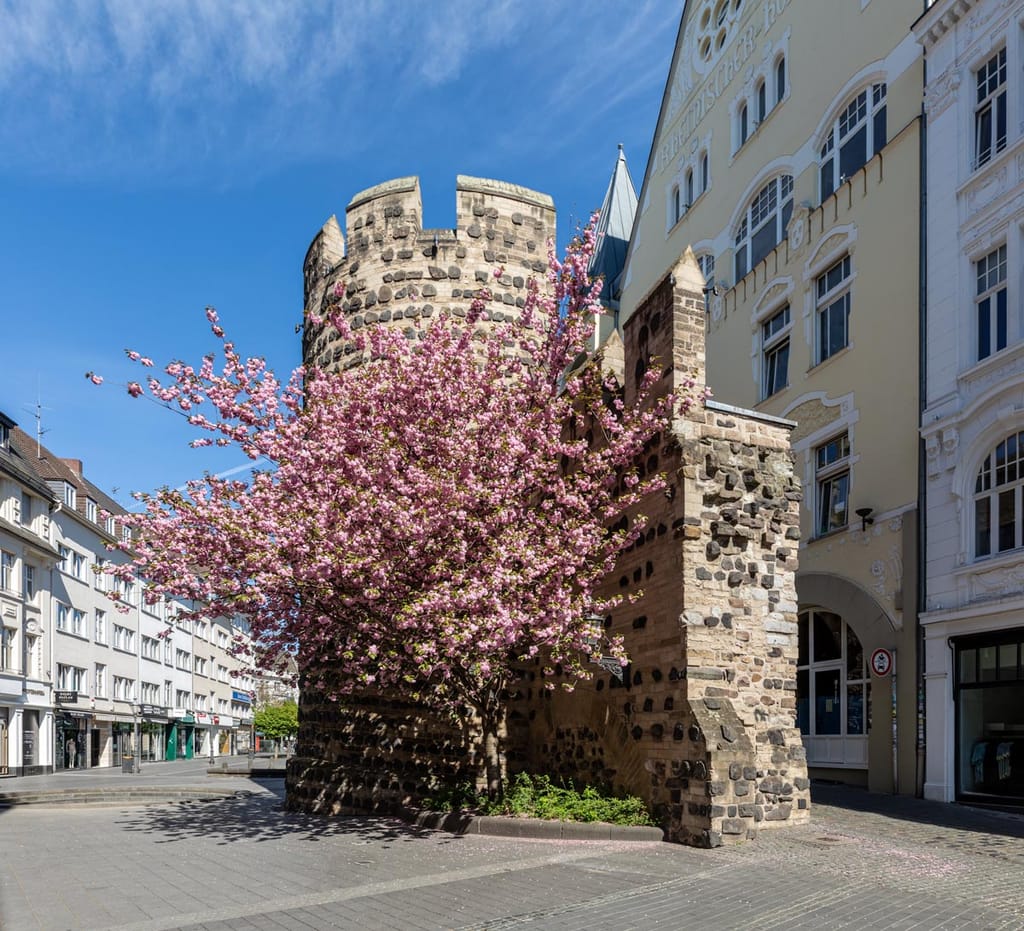 Prunus campanulata 'Pink Cloud' (Taiwan cherry) in full pink blossom beside an old stone tower on a sunny town street.