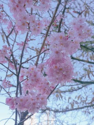 Prunus campanulata 'Pink Cloud' (Taiwan cherry) in bloom, with clusters of soft pink blossoms along bare branches against a pale blue sky.