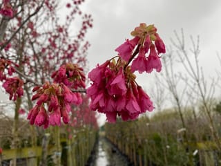 Prunus campanulata 'Superba' (Taiwan Cherry) with clusters of drooping deep pink blossoms on bare branches, beside rows of young nursery trees.