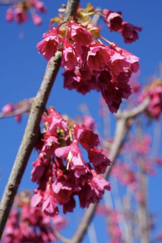 Prunus campanulata 'Superba' (Taiwan Cherry) branches with clusters of drooping, bell-shaped deep pink blossoms against a clear blue sky.