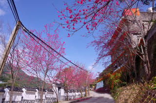 Prunus campanulata 'Superba' (Taiwan Cherry) trees in full pink-red blossom lining a hillside road beside white walls, under a clear blue sky.
