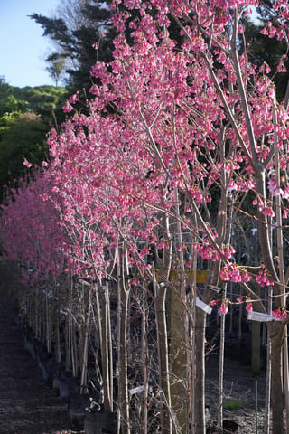 Prunus campanulata 'Superba' (Taiwan Cherry) in full bloom, a row of staked nursery trees in planter bags covered in deep pink bell-shaped flowers.