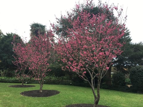 Prunus campanulata 'Superba'