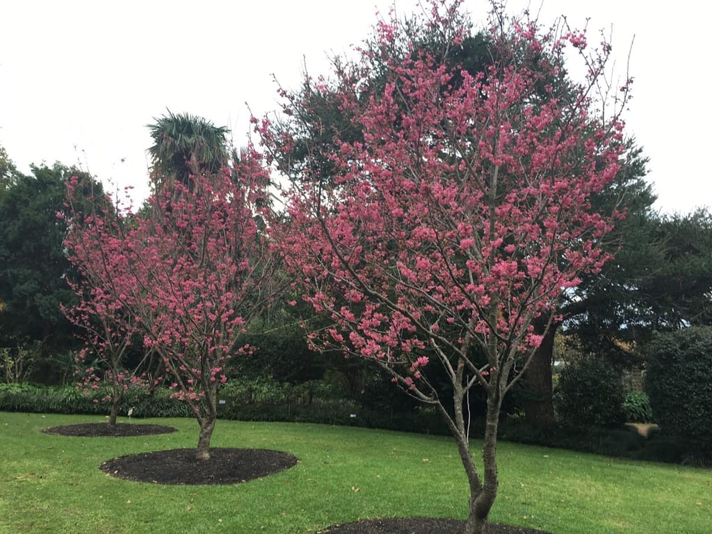 Prunus campanulata 'Superba' (Taiwan Cherry) trees covered in deep pink blossom on bare branches, planted in mulched circles on a lawn.