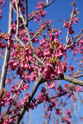 Prunus campanulata 'Superba' (Taiwan Cherry) branches covered in clusters of drooping deep pink bell-shaped blossoms against a clear blue sky.