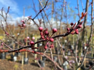 Prunus cerasifera 'Thundercloud' (Cherry Plum) bare branch with pink-red flower buds and bronze leaf tips, in a nursery with staked trees in pots.