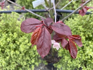 Prunus cerasifera 'Thundercloud' (Cherry Plum), close-up of deep red-purple leaves and a small pink-white blossom on a young potted tree.