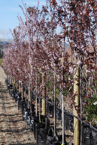Prunus cerasifera 'Thundercloud' (Cherry Plum) trees in black planter bags, staked in a row, with pale pink blossom and dark purple-red young foliage.