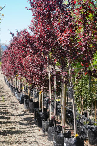 Row of Prunus cerasifera 'Thundercloud' (cherry plum) trees in black planter bags, staked, with deep purple-red foliage on a gravel nursery path.