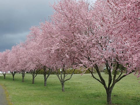 Prunus cerasifera 'Thundercloud'